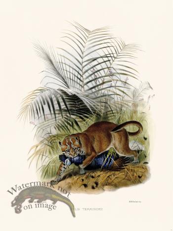 Elliot Cat 16 Cat Temminckii